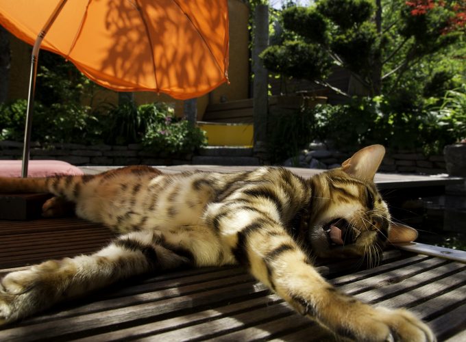 Wallpaper Cat, kitty, kitten, yawns, striped, umbrella, green, relax, Animals 645281823